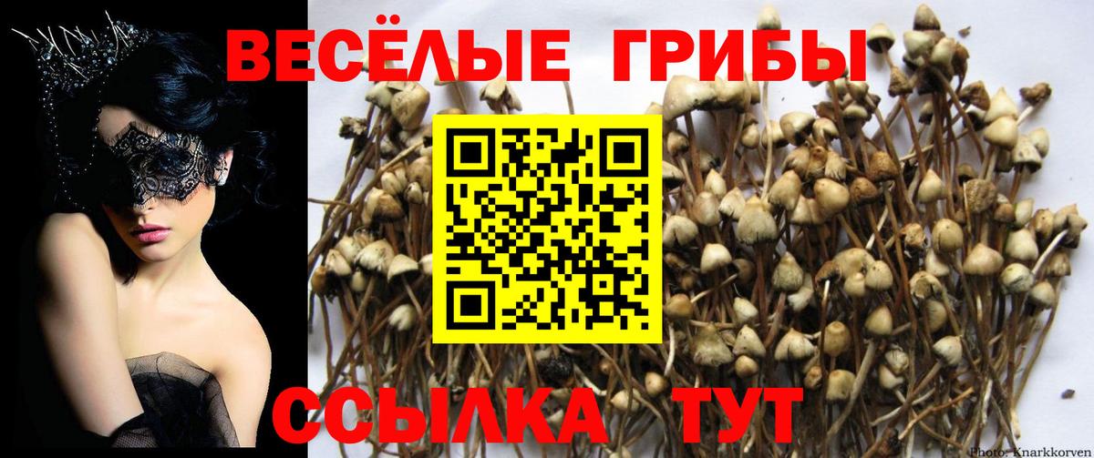 Ярцево  Галлюциногенные грибы Cubensis  Вход с VPN  Галлюциногенные грибы MAGIC MUSHROOMS 
